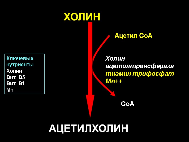 ХОЛИН АЦЕТИЛХОЛИН          Ацетил CoA 